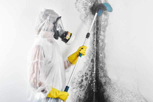 Biohazard Mold Removal in Three Rivers, CA
